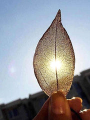 Load image into Gallery viewer, Pendant Leaf Necklace